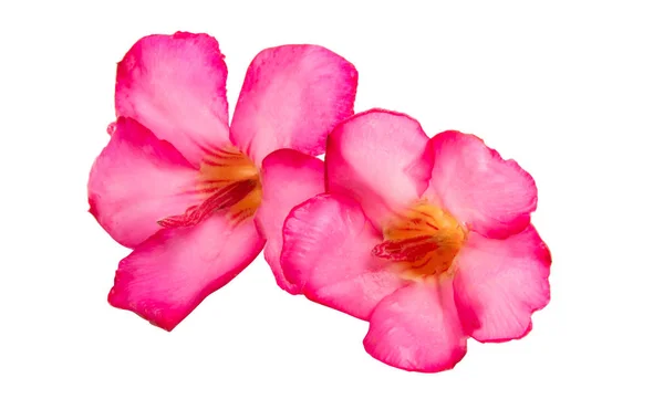 他の-花卉 obesum — ストック写真