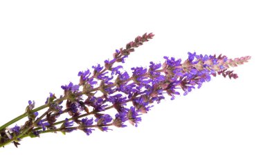 Bahar çayır çiçekler 