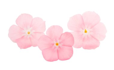 pembe phlox izole 