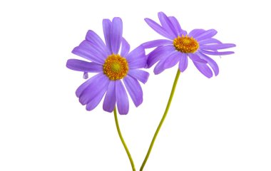 senecio macrocephalus isolated 