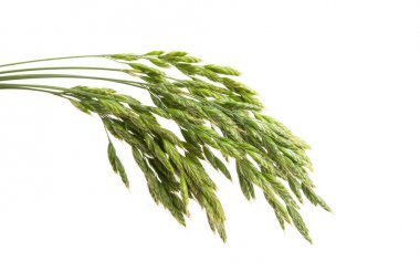 Çimenler izole edildi 