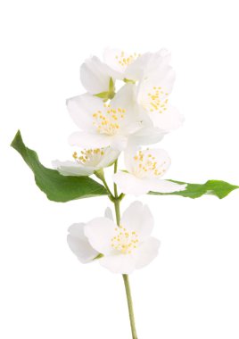 güzel yasemin çiçek izole 