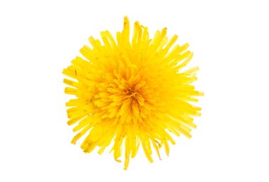 güzel karahindiba çiçeği izole 