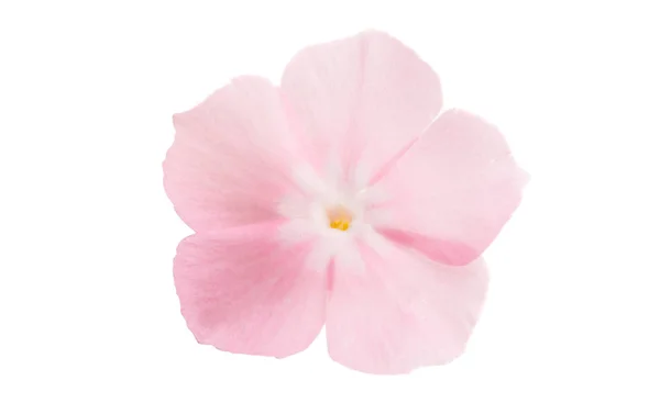 Roze Phlox geïsoleerd — Stockfoto