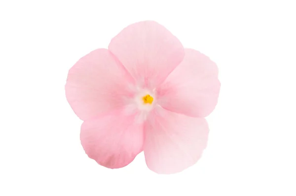 Pink phlox isolated — Stock Photo, Image