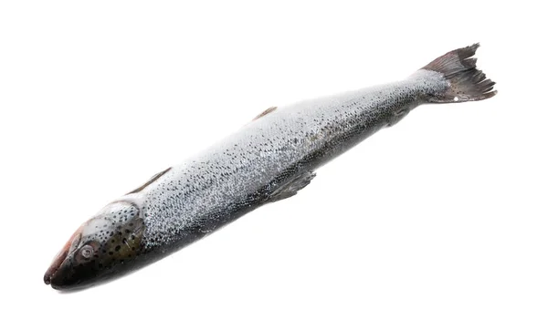 Цілий лосось ізольований — стокове фото