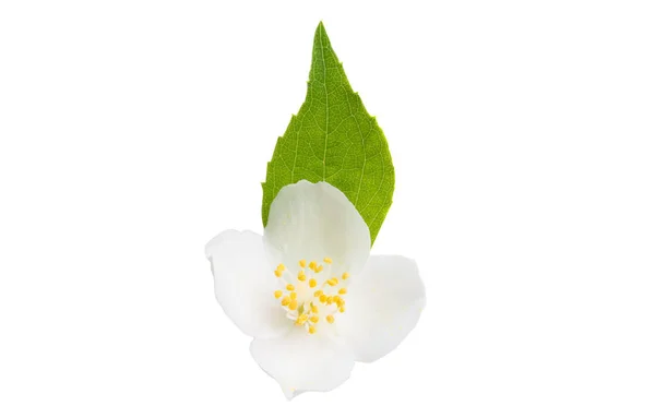 Schöne Jasminblüte isoliert — Stockfoto