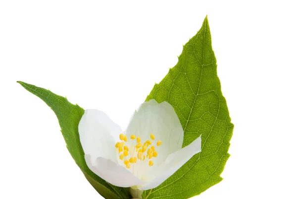 Beautiful jasmine flower isolated — Stock Photo, Image