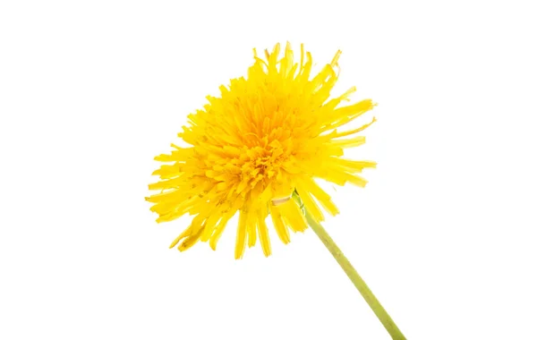 Güzel karahindiba çiçeği izole — Stok fotoğraf