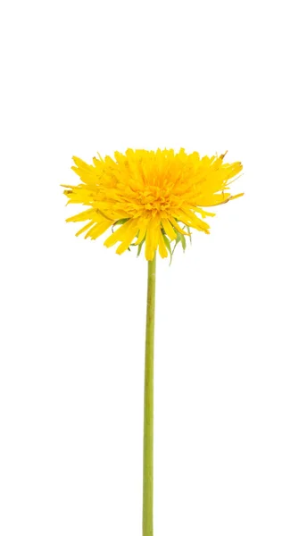 Beautiful dandelion flower isolated — Stock Photo, Image