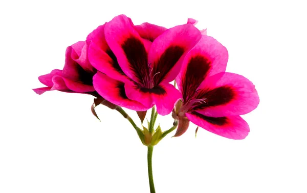 Beautiful flower pelargonium isolated — Stock Photo, Image