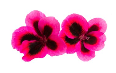 güzel çiçek pelargonium izole 