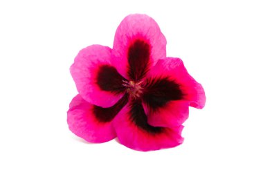 güzel çiçek pelargonium izole 