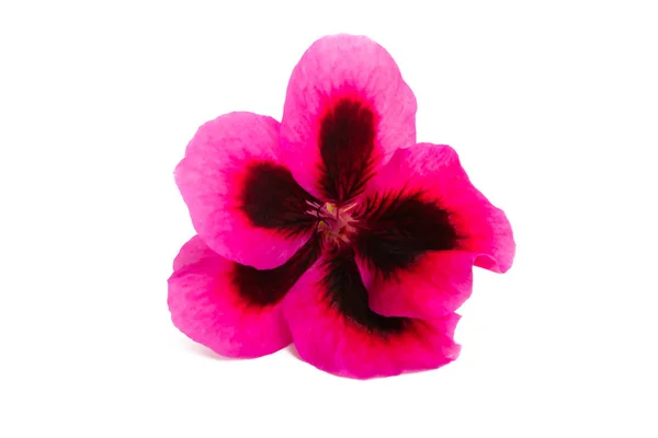Belle fleur pelargonium isolé — Photo