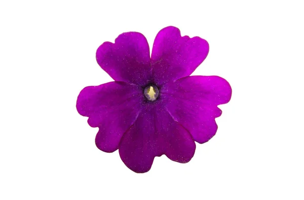 Verbena lilás isolado — Fotografia de Stock