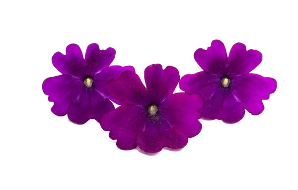 Lilla verbena isolata — Foto Stock