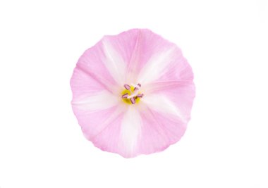 Convolvulus çayır izole