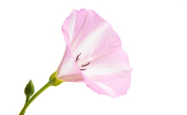 Convolvulus çayır izole