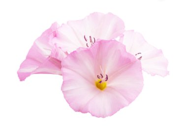 Convolvulus çayır izole