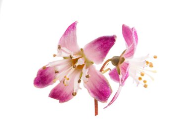 Deutzia çiçek izole 