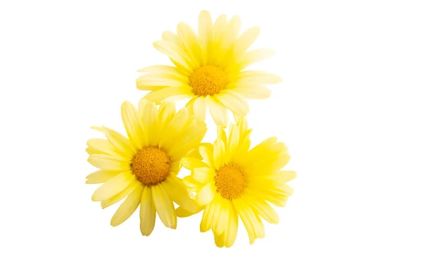 Yellow daisy isolated — Stock Photo, Image