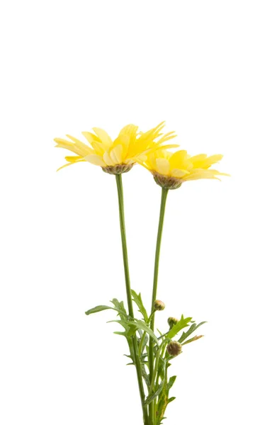 孤立的黄色雏菊 — 图库照片