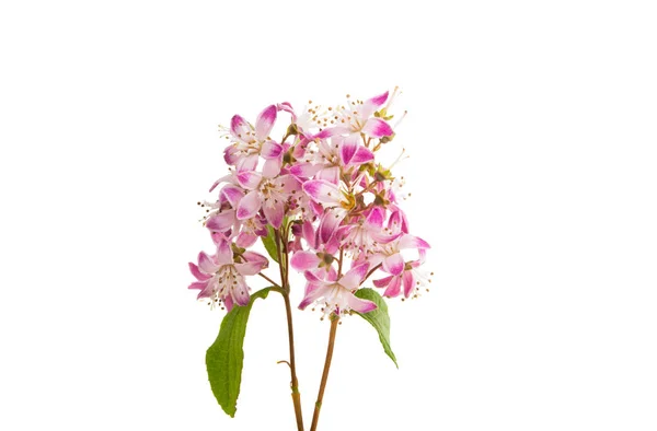 Deutzia flower isolated — Stock Photo, Image