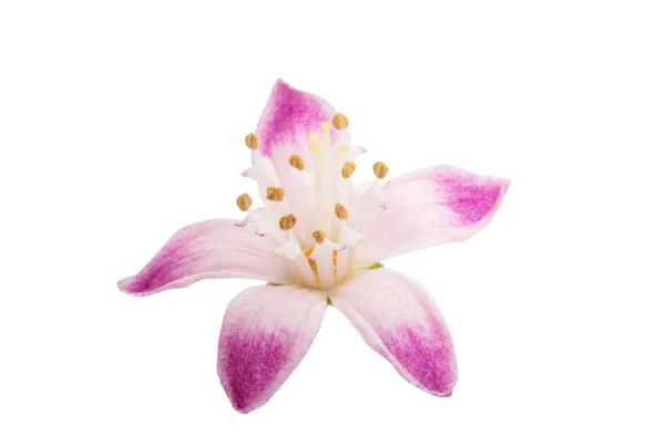 Deutzia flower isolated — Stock Photo, Image