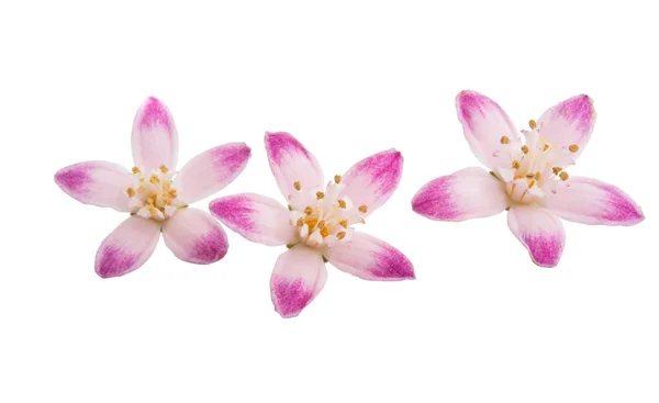 Deutzia fiore isolato — Foto Stock