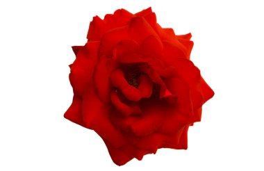 kırmızı gül izole 