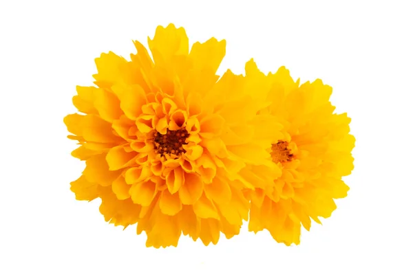 Yellow marigold isolated — Stock Photo, Image