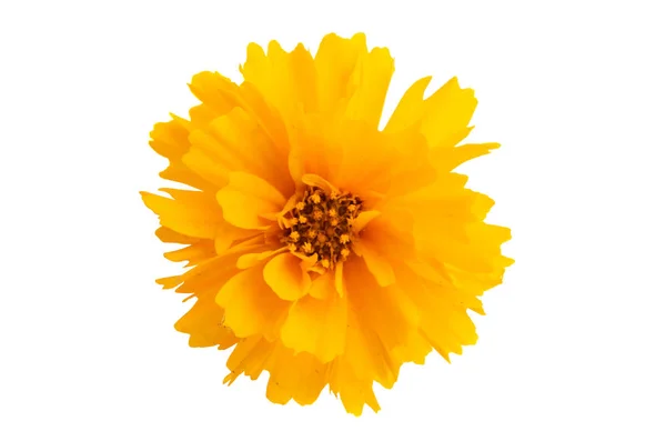 Calendula gialla isolato — Foto Stock