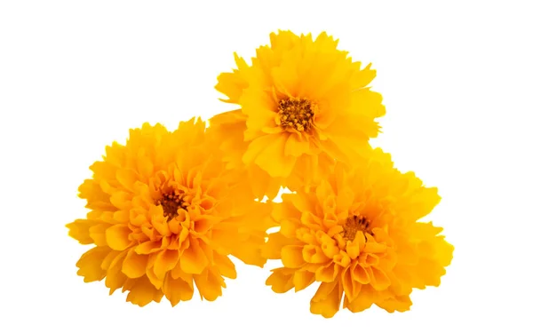 Calendula gialla isolato — Foto Stock