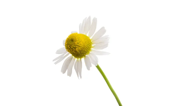 Medicinale kamille geïsoleerd — Stockfoto