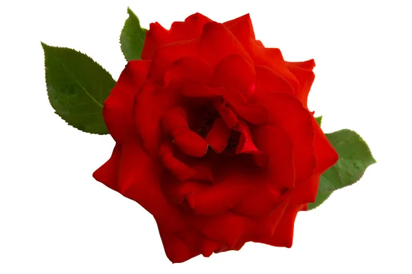 红玫瑰孤立 — 图库照片