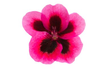 çiçek pelargonium izole 
