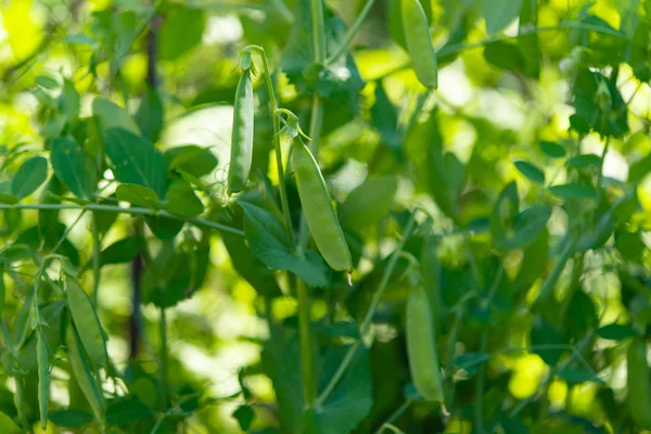 Green peas growing on a farm — Stock Photo, Image