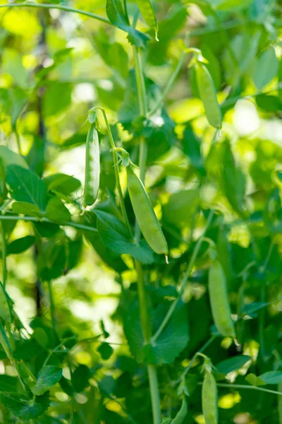 Ervilhas verdes crescendo em uma fazenda — Fotografia de Stock