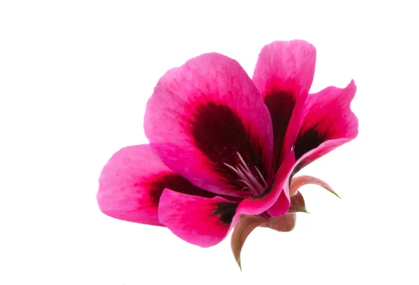 Цветочный пеларгоний — стоковое фото