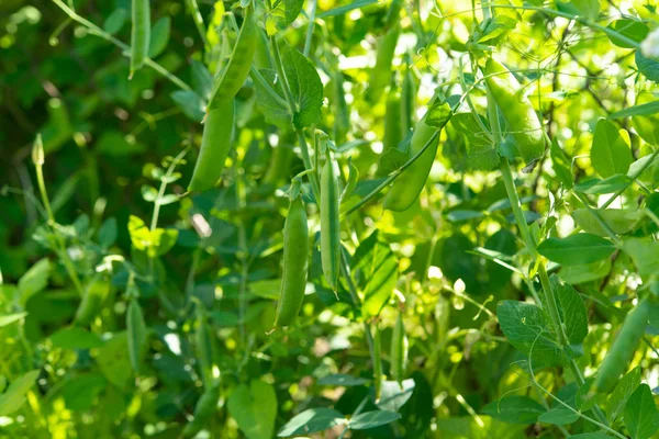 Groene erwten die op een boerderij groeien — Stockfoto