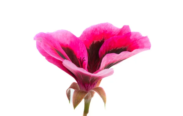 Flor pelargonium isolado — Fotografia de Stock