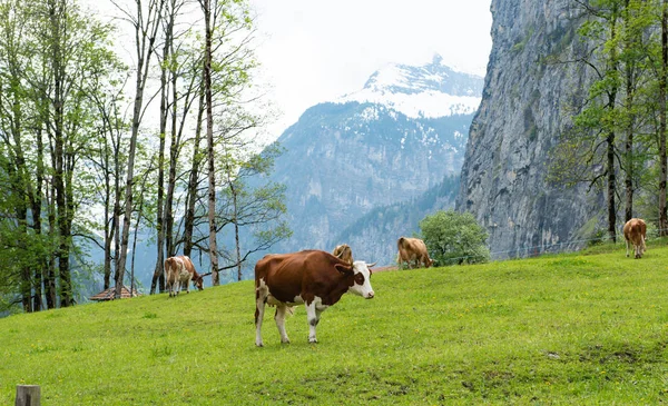 Vaches broutant dans les prairies des Alpes — Photo