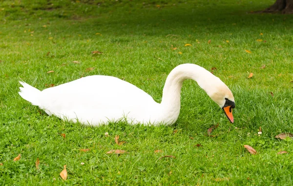 Swan grazing — Stock Photo, Image