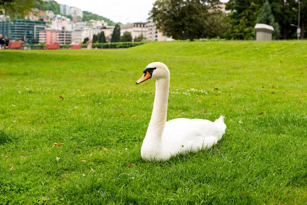 Swan grazing — Stock Photo, Image