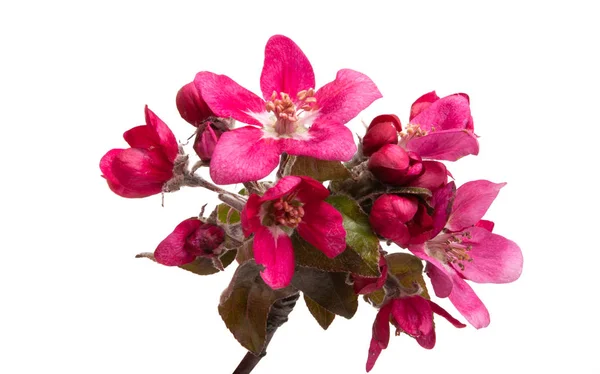 Flores de maçã vermelha isoladas — Fotografia de Stock