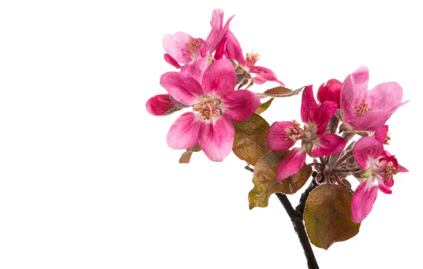 Červené jablečné květiny izolované — Stock fotografie