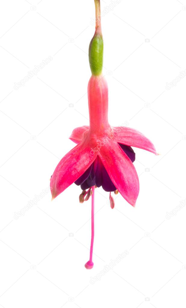 fuchsia flower isolated