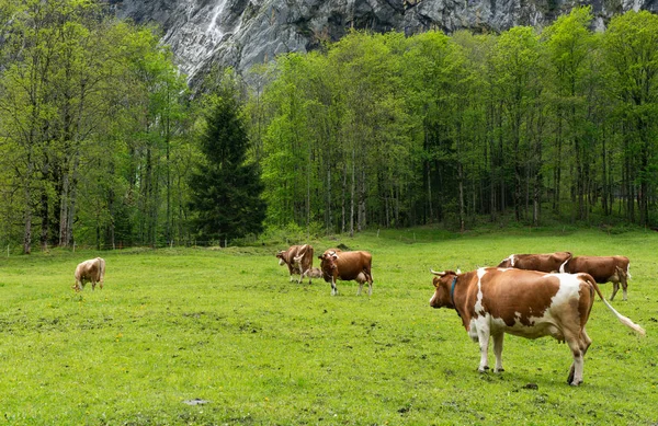 在阿尔卑斯山的草地上放牧的奶牛 — 图库照片