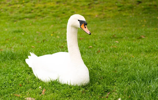Swan grazing — Stock Photo, Image