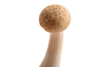 Japon mantar shimeji izole 